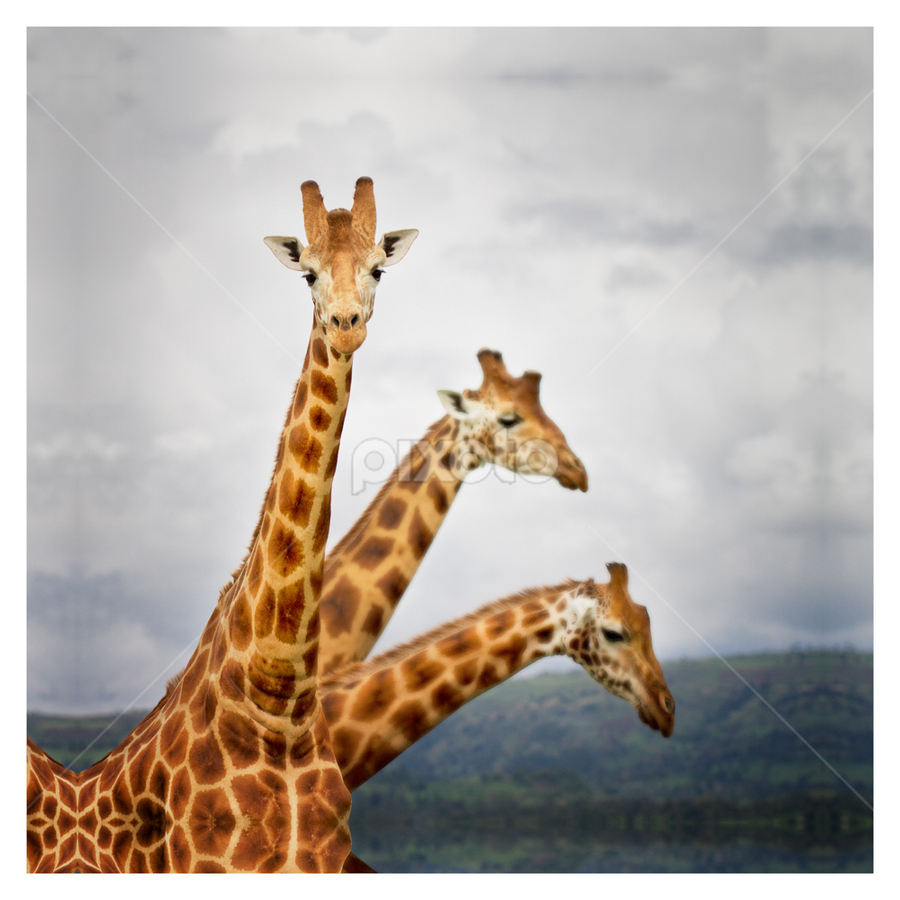 Three headed Giraffe | Other | Animals | Pixoto
