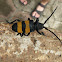 Longhorn beetle