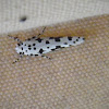 Many-spotted Tiger Moth