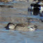 Green-winged Teal Duck (female)