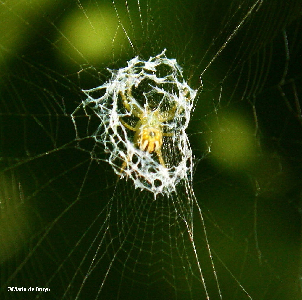 Lined orbweaver spider