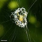 Lined orbweaver spider