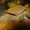 Soft-shell turtle