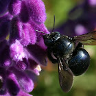 Carpenter Bee (female)