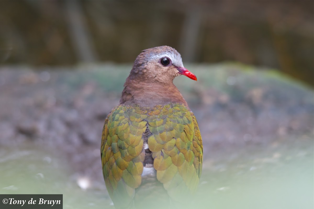 Green-winged Dove