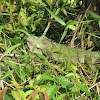 Green Iguana, Groene Leguaan