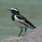 White-browed Wagtail / Large Pied Wagtail