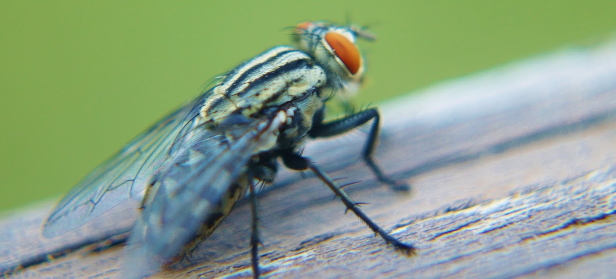 Common Housefly