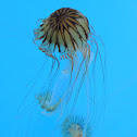 Northern sea nettle