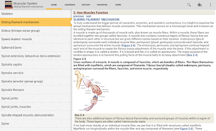Muscular System Manual poster 16