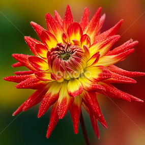 by Carl Sieswono Purwanto - Flowers Single Flower