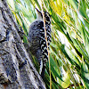 Nutall's Woodpecker( Female)