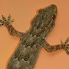 Yellow-bellied house gecko