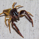 Blackheaded Jumping Spider