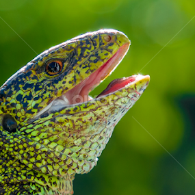 Lizard visitor by Valics Lehel - Animals Reptiles