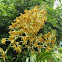Tiger Orchid