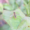 Striped Insect (Fly?)