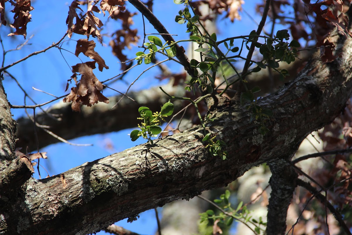 Eastern Mistletoe