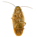 Roaches Live Wallpaper logo