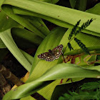 Orcus Checkered-Skipper female