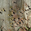 spines ! - eucalyptus bark