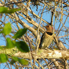 Northern Flicker (Yellow-shafted female)