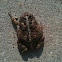 American Toad