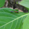Arboreal Bicolour Ant