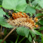 Lagarta-de-fogo (Fire caterpillar)