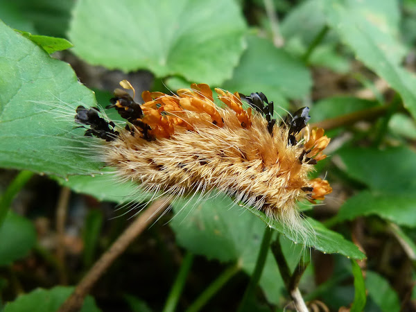 Lagarta de fogo, Insects & Spiders, Animals