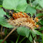 Lagarta-de-fogo (Fire caterpillar)