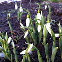 Snowdrop