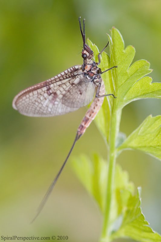 Mayfly