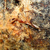 Cave Thread-legged Bug