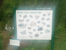 Birds of the Campus Lake