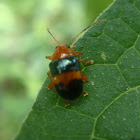 Escarabajo de las hojas