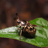 Blitopertha orientalis (SemadaraKogane)