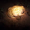 Western Spadefoot Toad