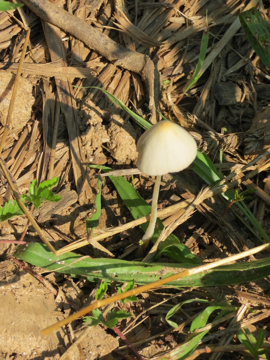 White Mushroom