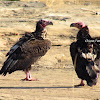 Asian King Vulture or Red headed vulture