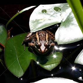 Frog amongst the sparkles by Dianne Collins - Animals Amphibians