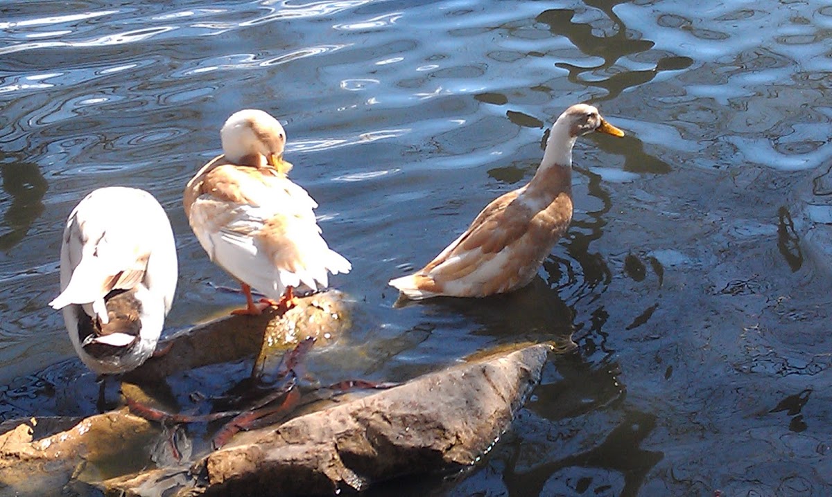 Mallard/domestic duck cross