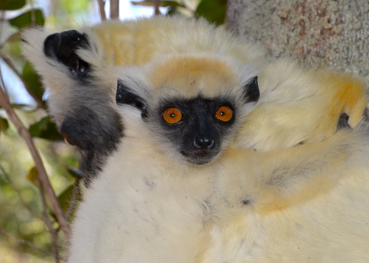 Golden crowned sifaka