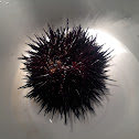 California Purple Sea Urchin