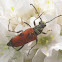 Dimorphic Longhorn Flower Beetle (Female)