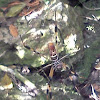 Golden orb weaver