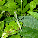 Chinese Mantis ( juvenile )