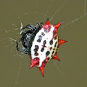 Spinybacked orbweaver (female)
