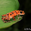 Orange Poison Dart Frog