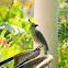 White-throated magpie-jay/Straka modrobiela